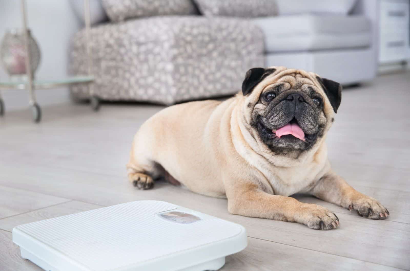 pug lying on the floor beside a scale