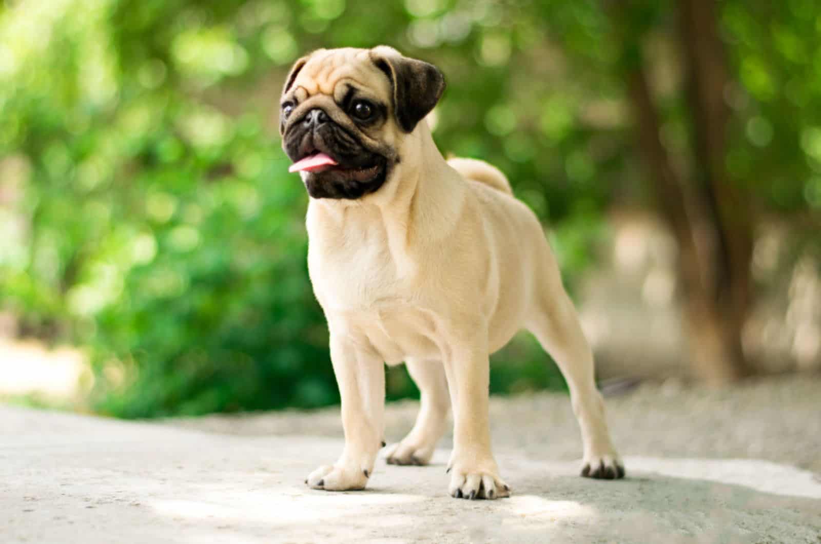 pug puppy playing outdoors
