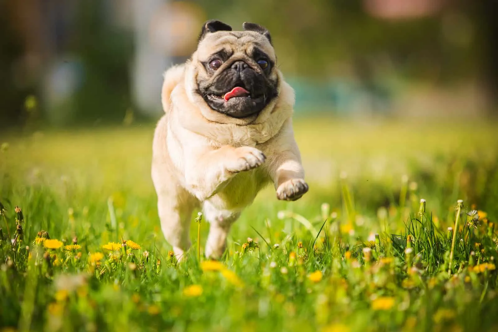pug running across field of flowers