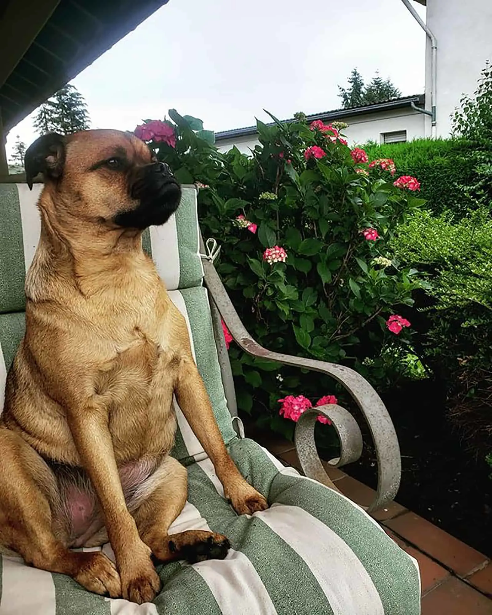 pugweiler sitting on the garden chair