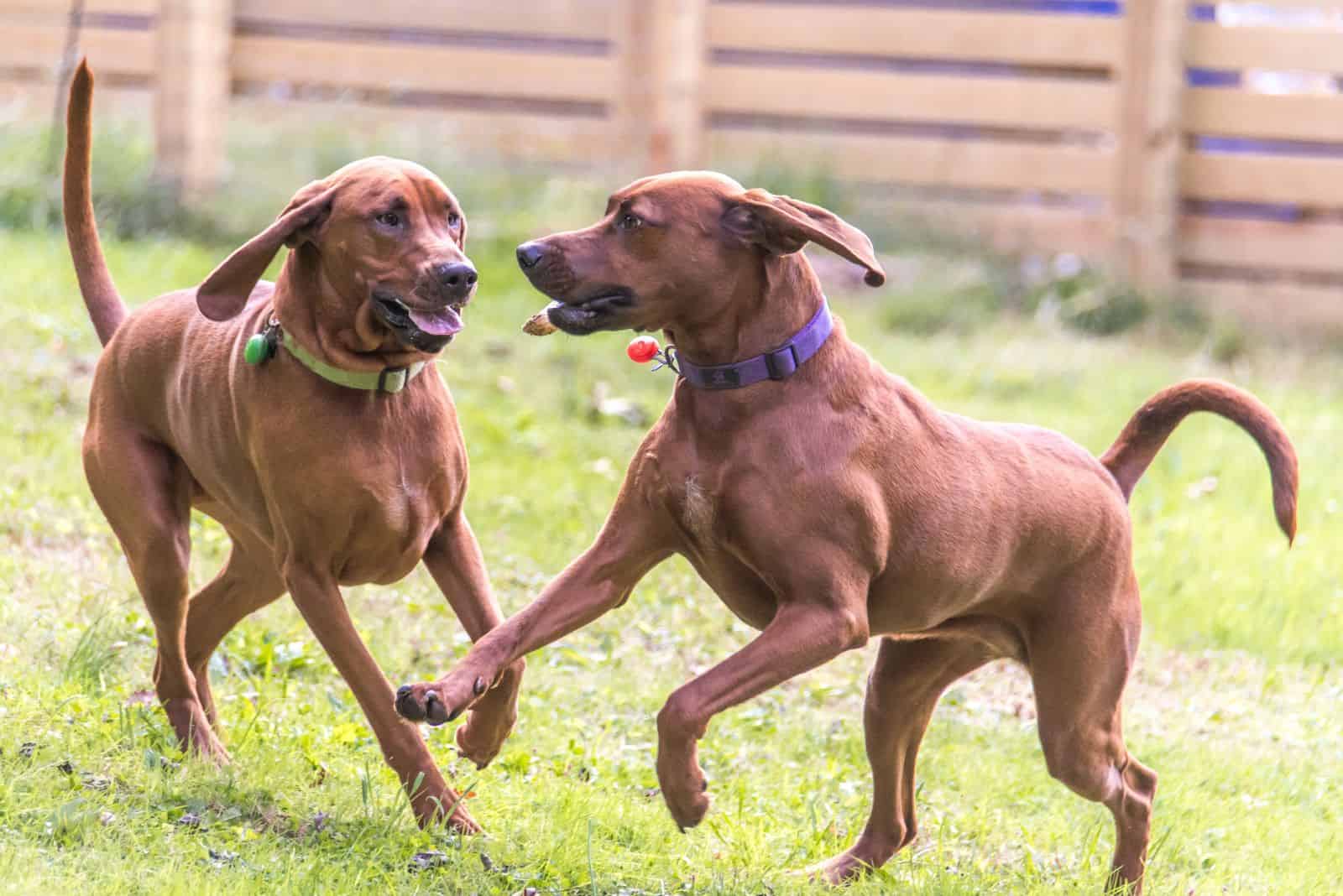 puppies Redbone Coonhounds are playing