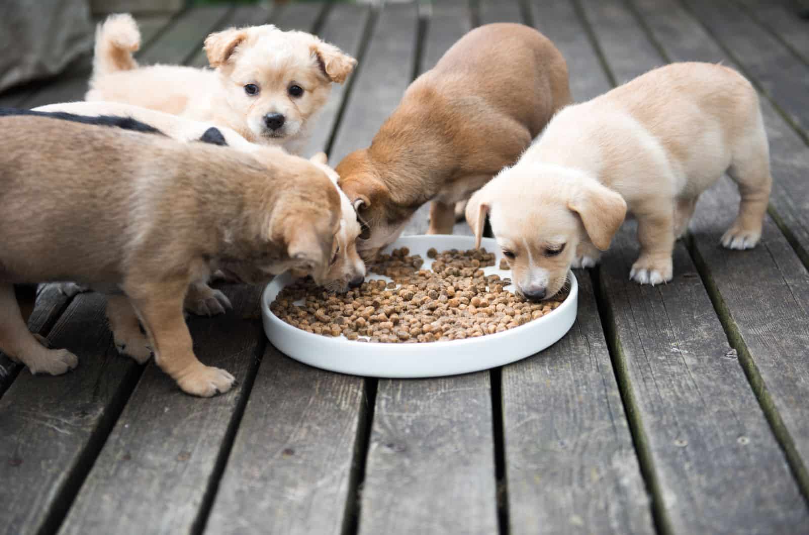puppies eating food