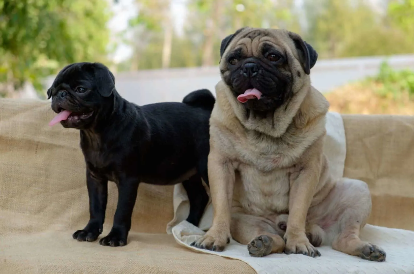 puppy and adult pug sitting together
