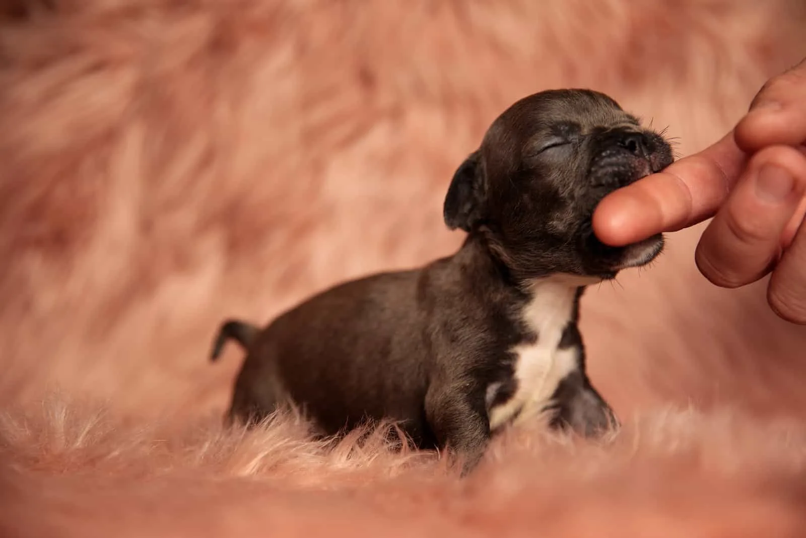 puppy biting owners hand with pink background
