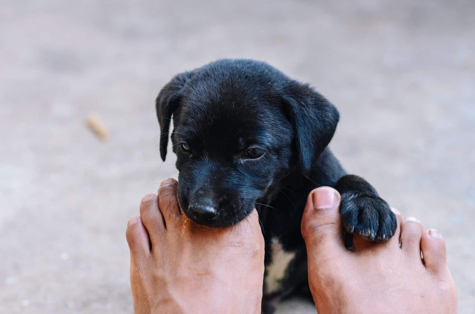 puppy licking owner's feet