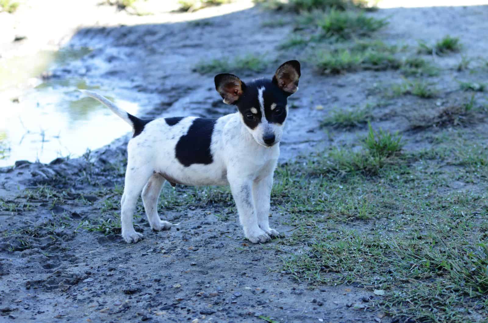 puppy standing outside looking at camera