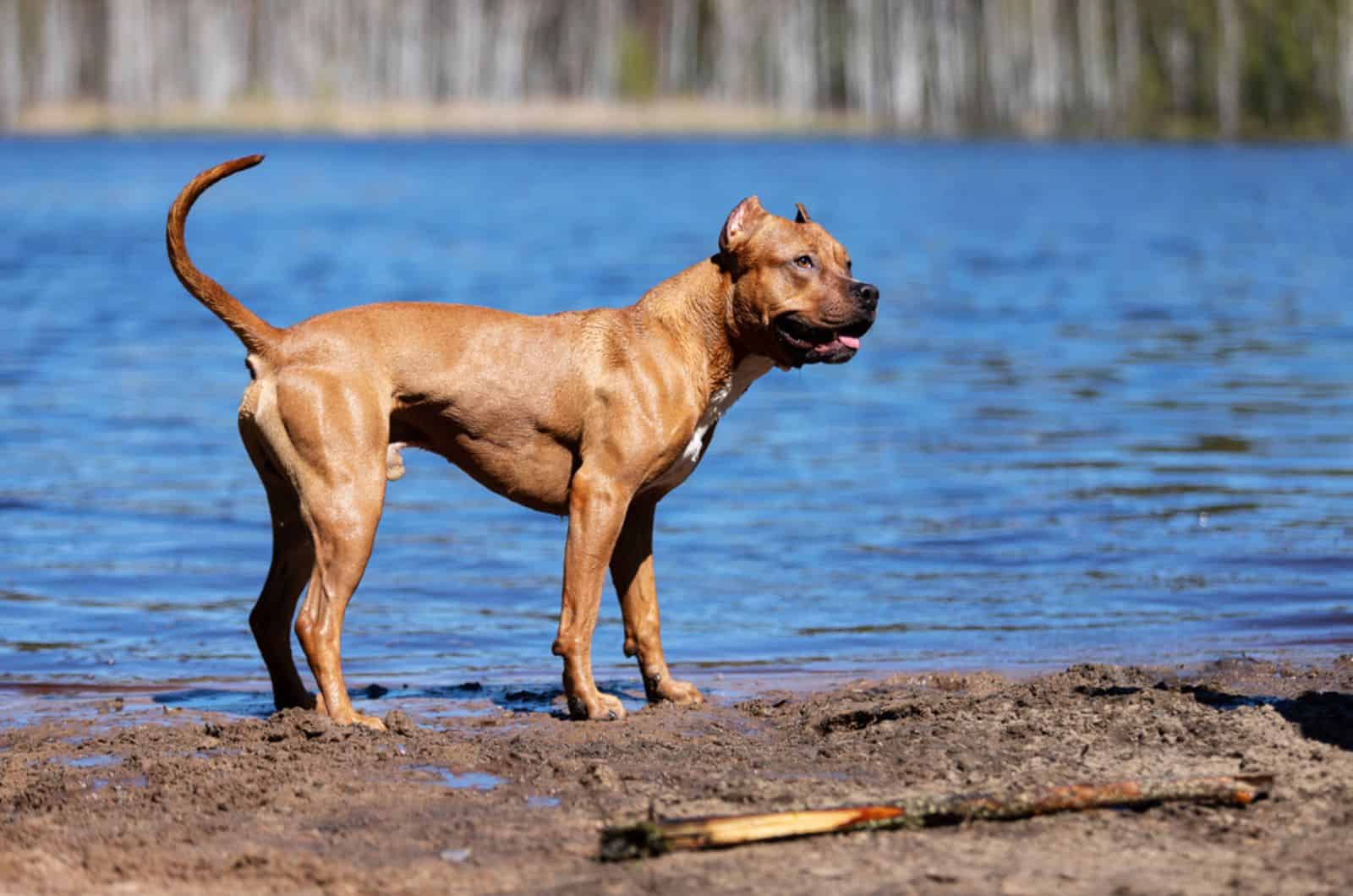 red american pitbull terrier standing near the lake