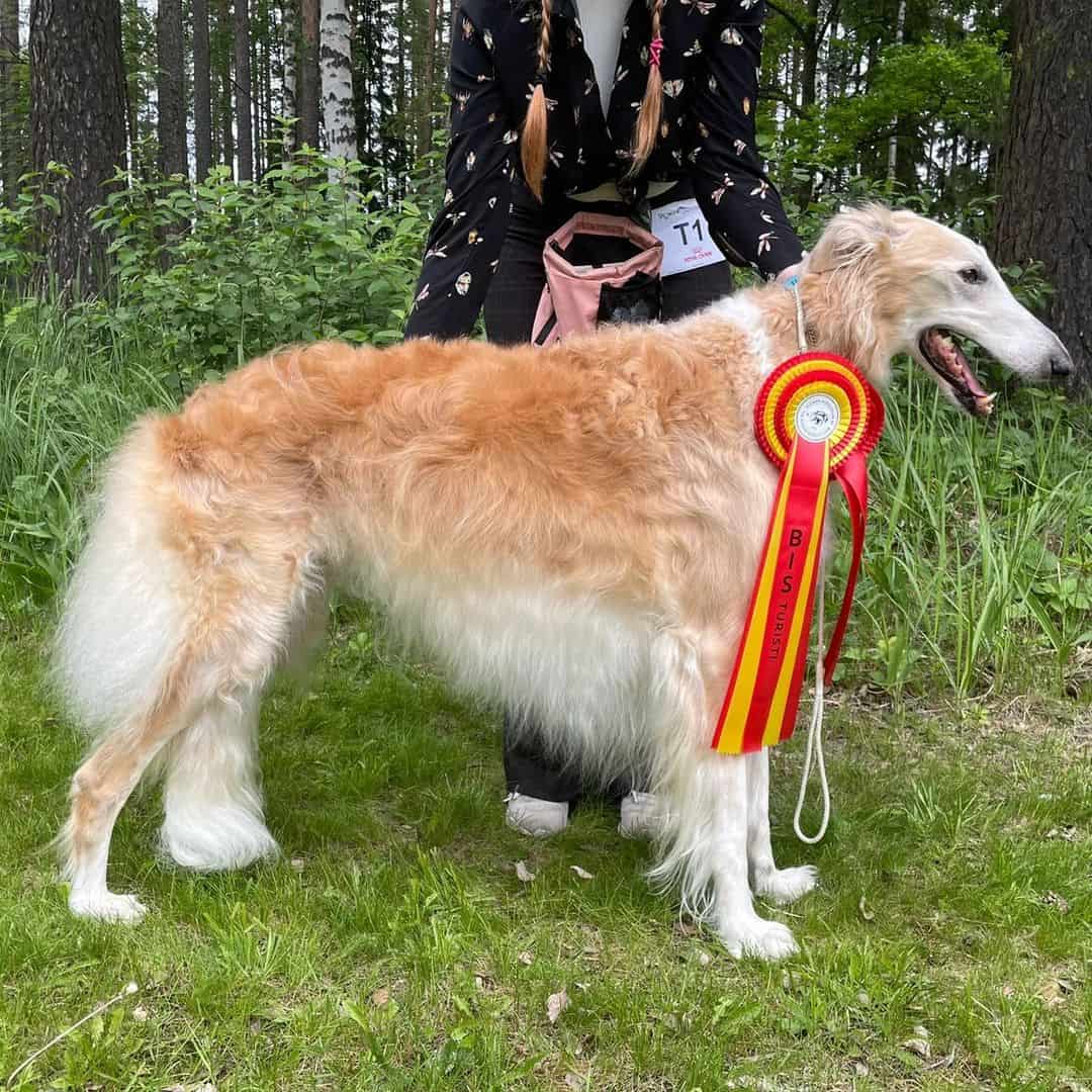 red borzoi