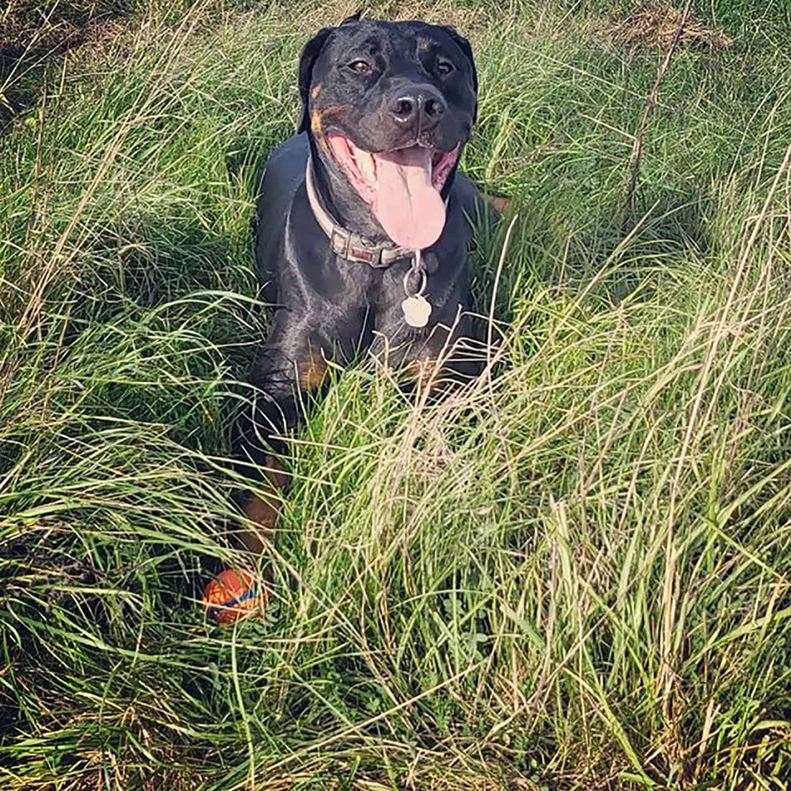 rotterman dog standing in the field