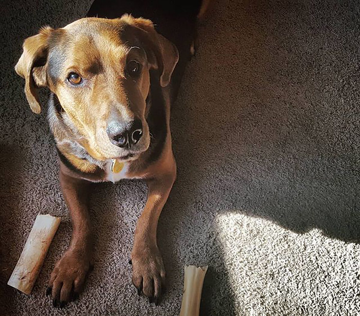 New Rottland 33 Incredible Rottweiler Mixes For Every Rottie Lover