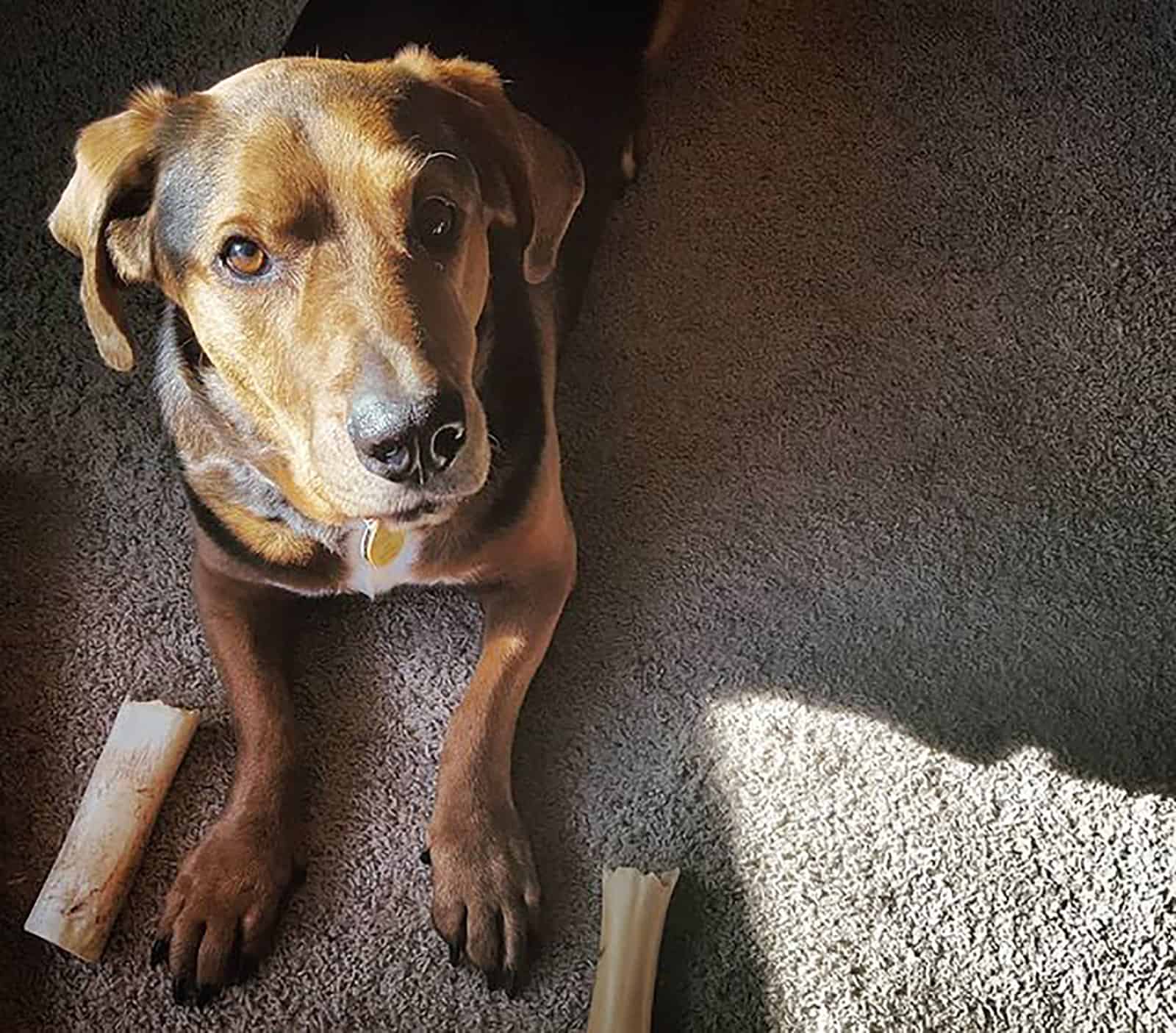 rotthound dog lying on the carpet