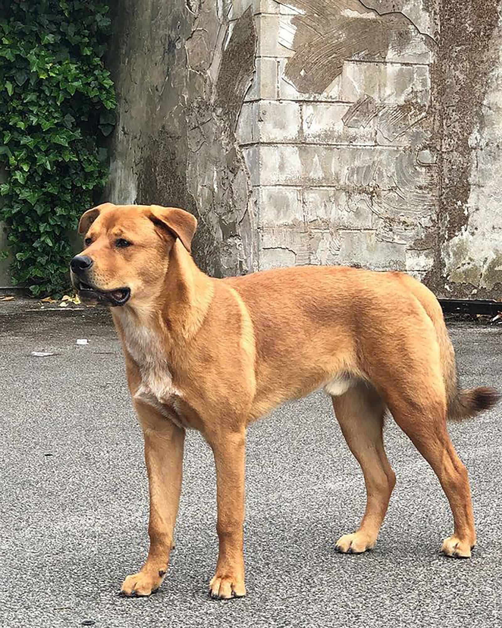 rottita mix dog standing outdoors