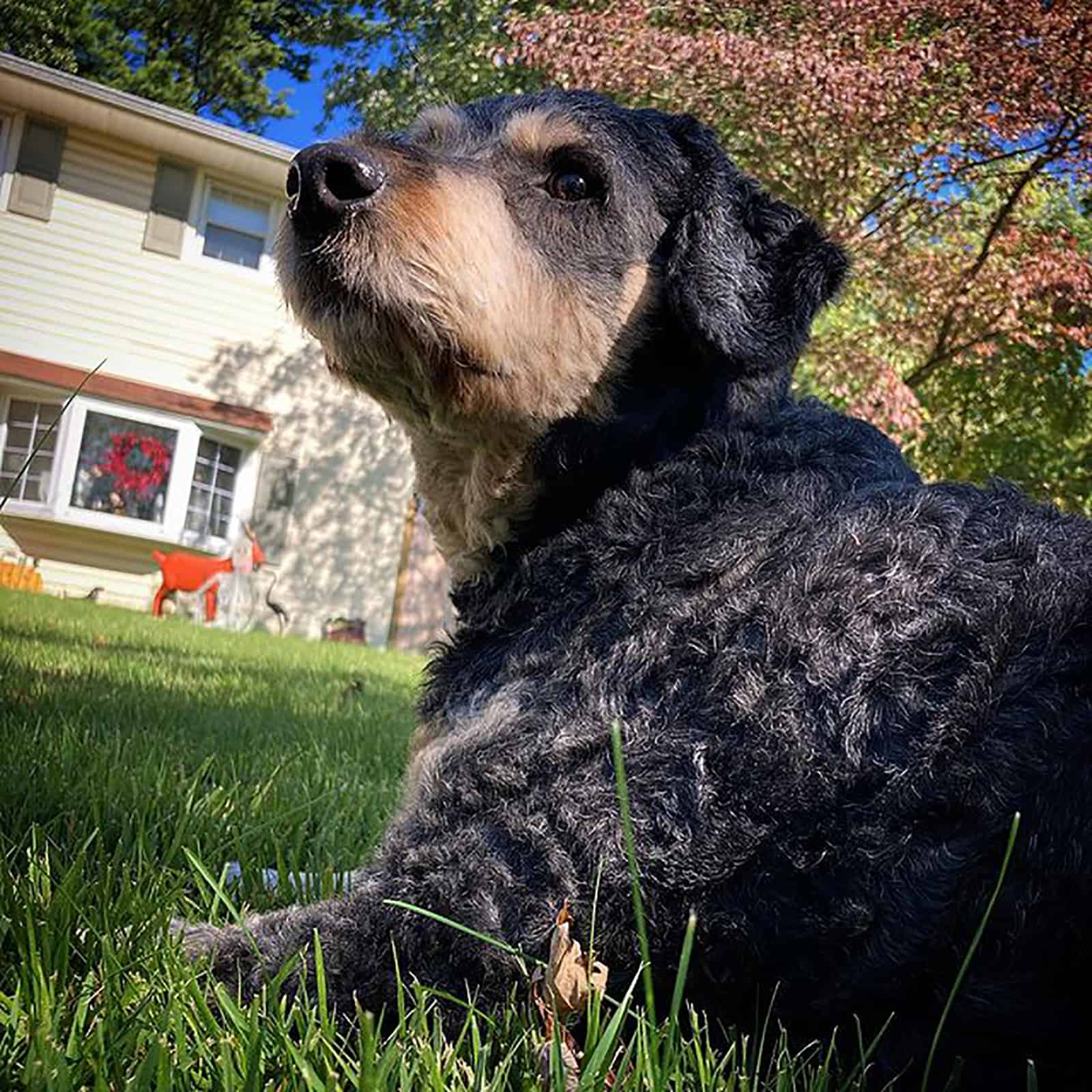 rottle mix dog lying in the grass