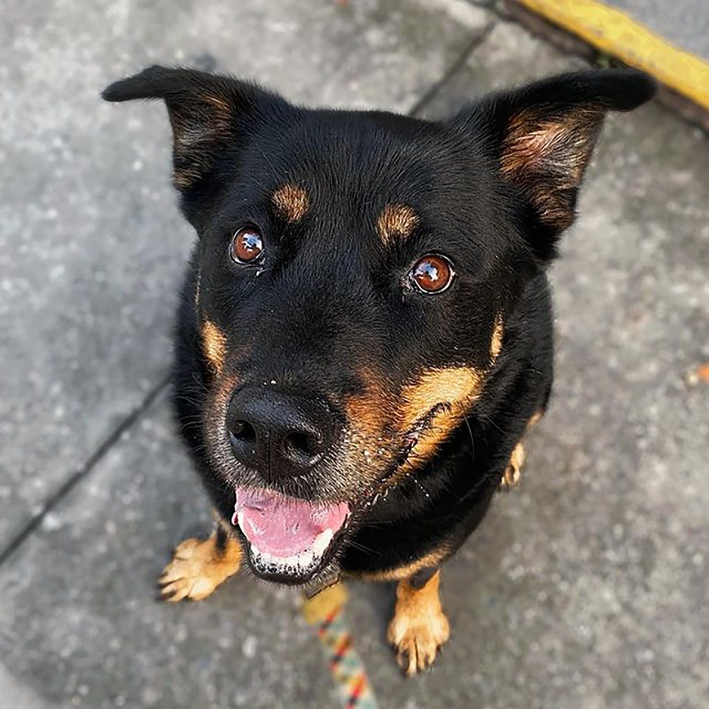 33 Incredible Rottweiler Mixes For Every Rottie Lover