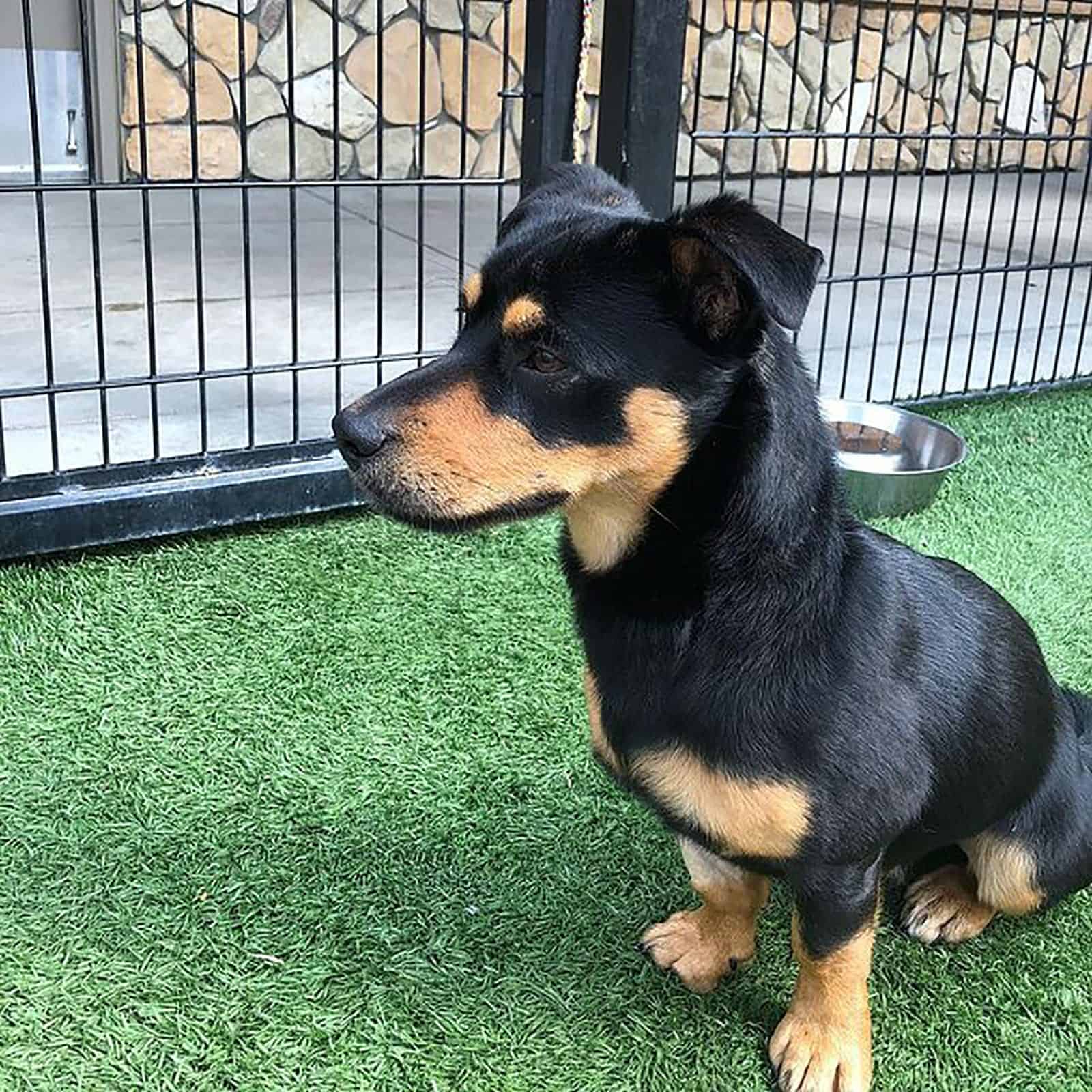 rottweiler dachshund dog sitting on the grass