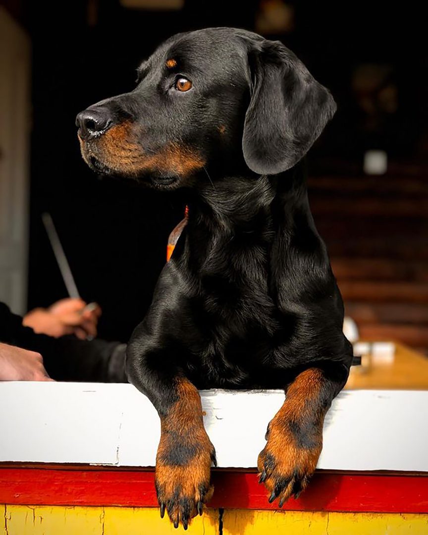 Is The Rottweiler Dachshund Mix A Reliable Family Pet?