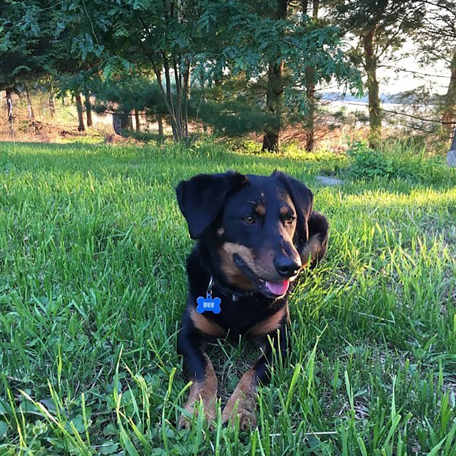 rottweiler dachshund mix dog lying in the grass