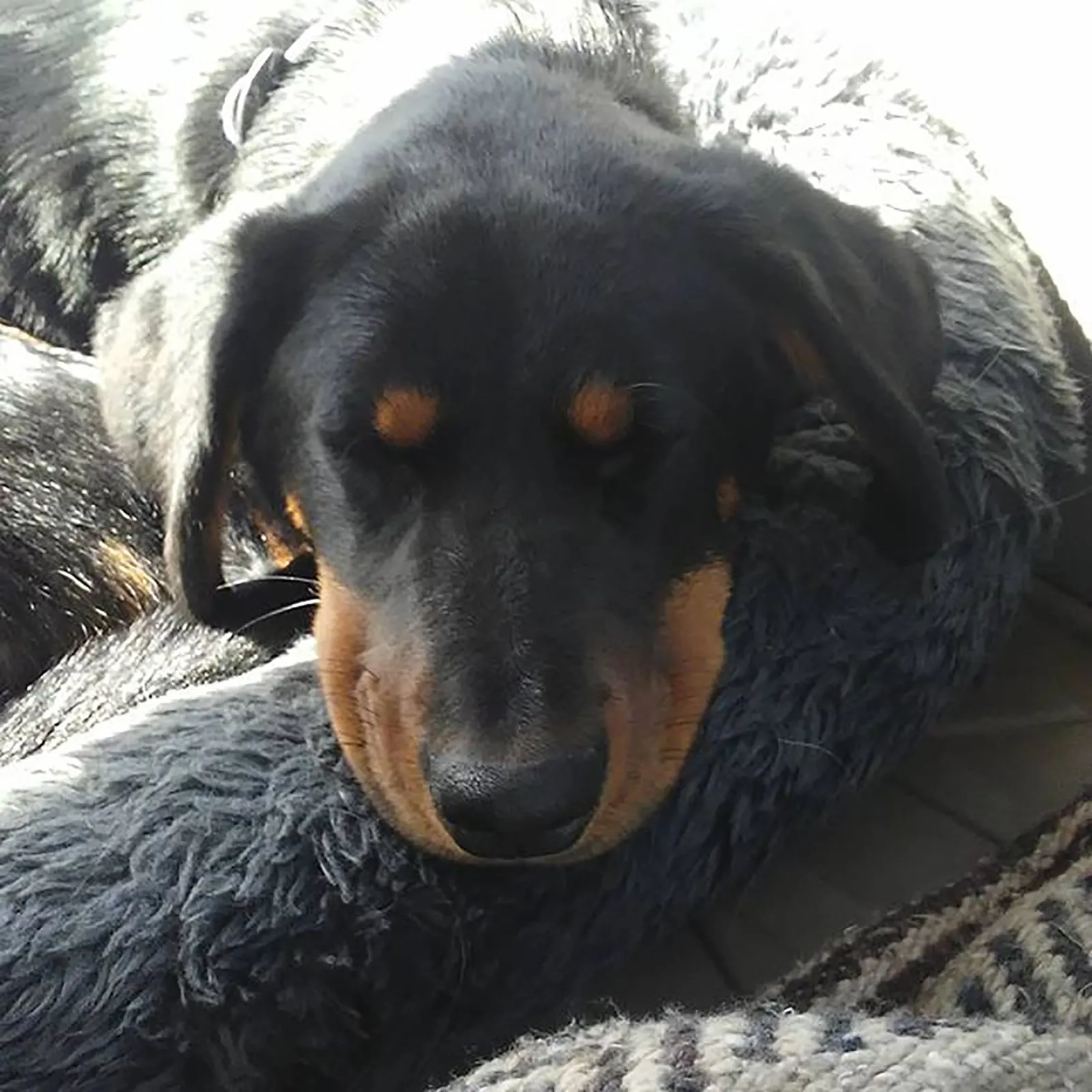 rottweiler dachshund sleeping on the couch