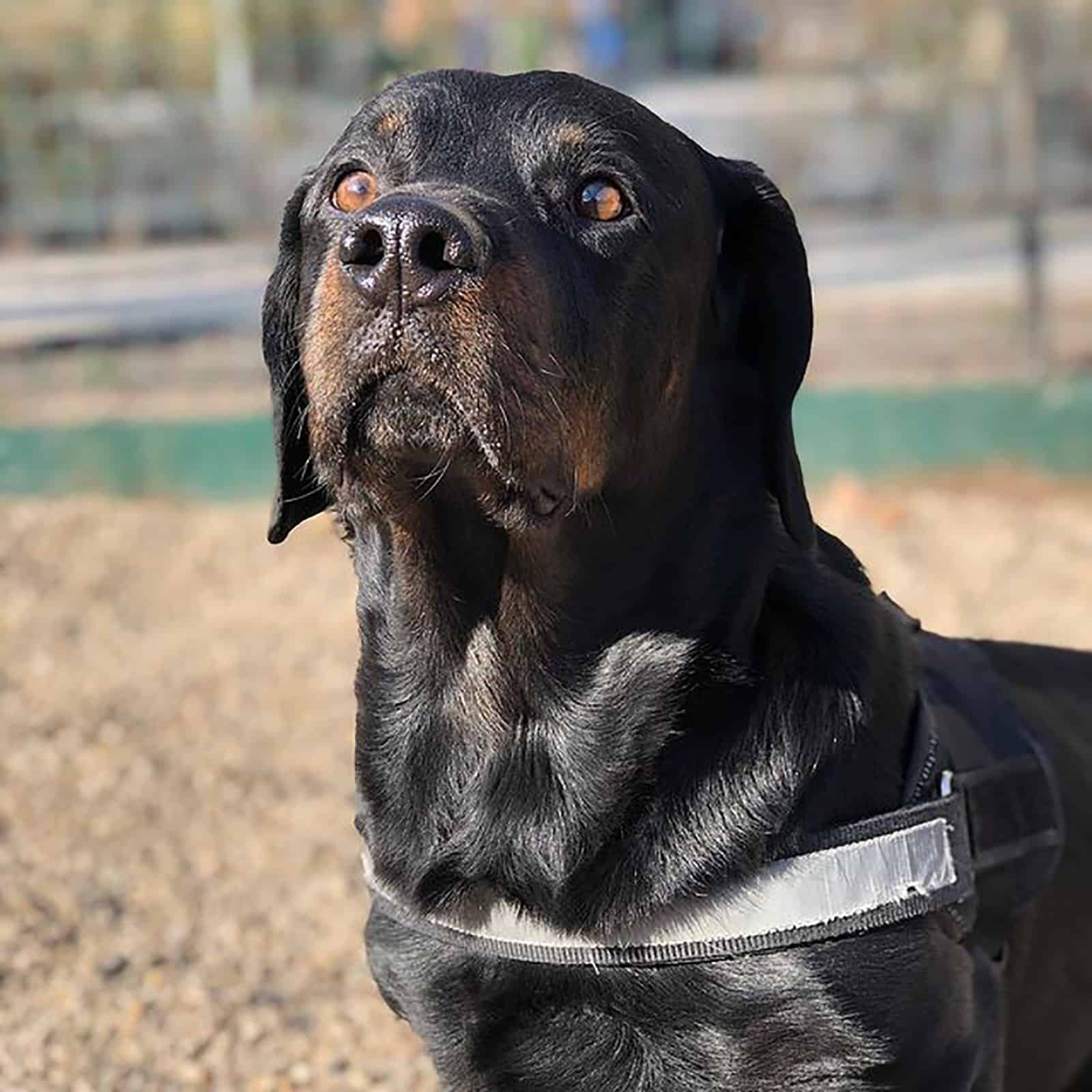 rottweiler dachshund in the park