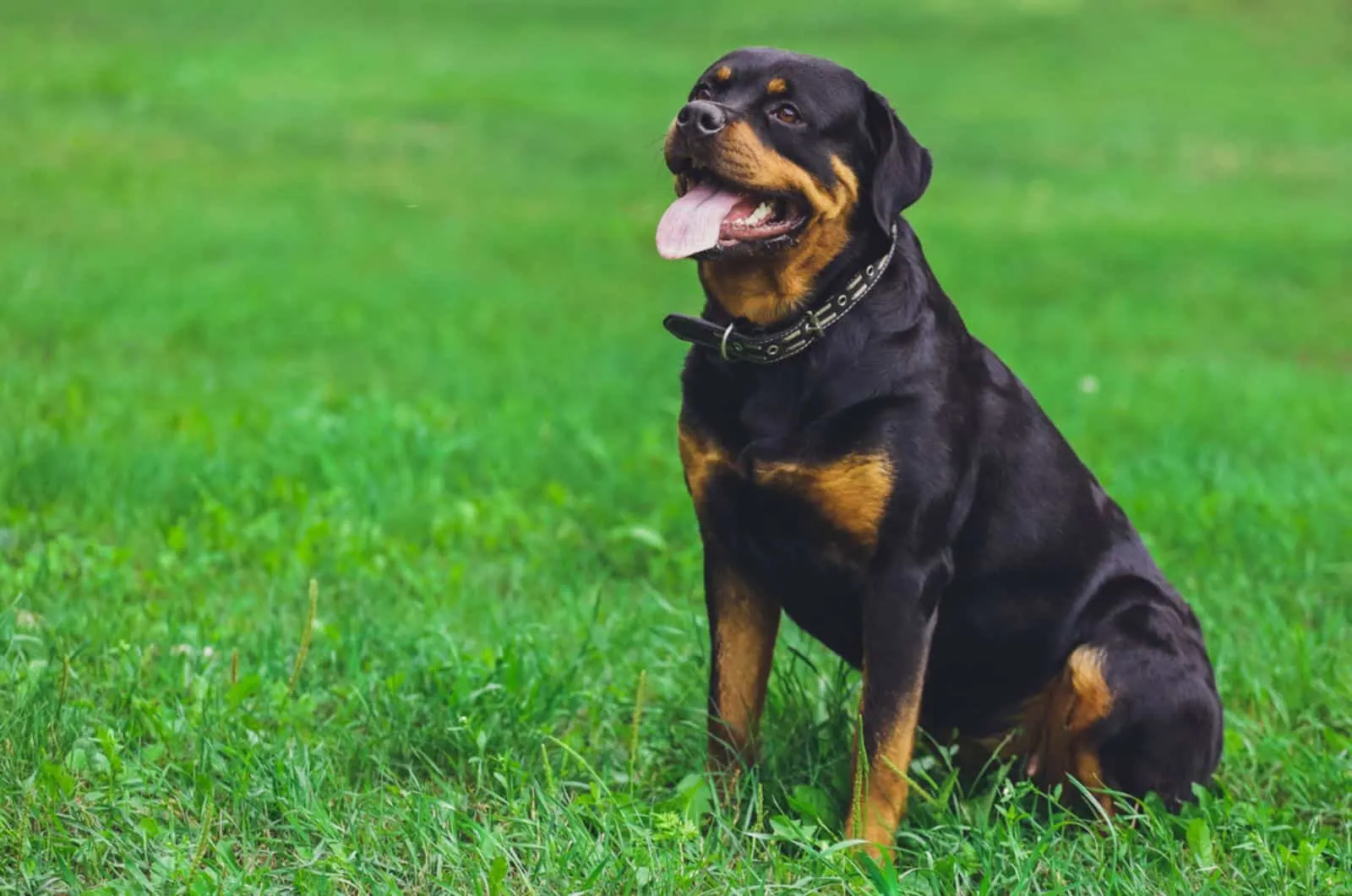 rottweiler dog sitting in the park