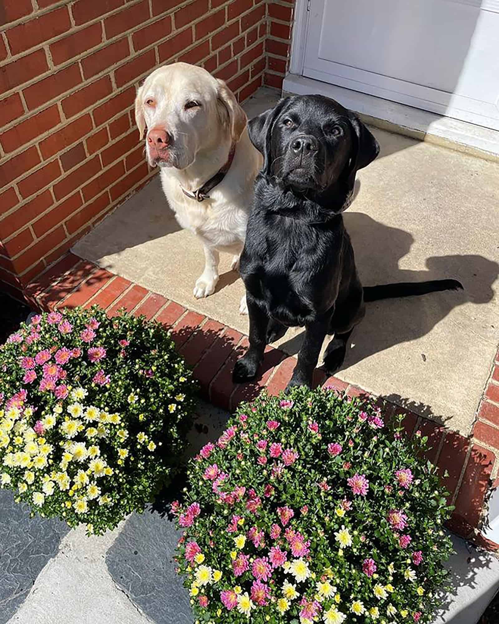 rottweiler golden retriever and labrador retriever sitting in front doors