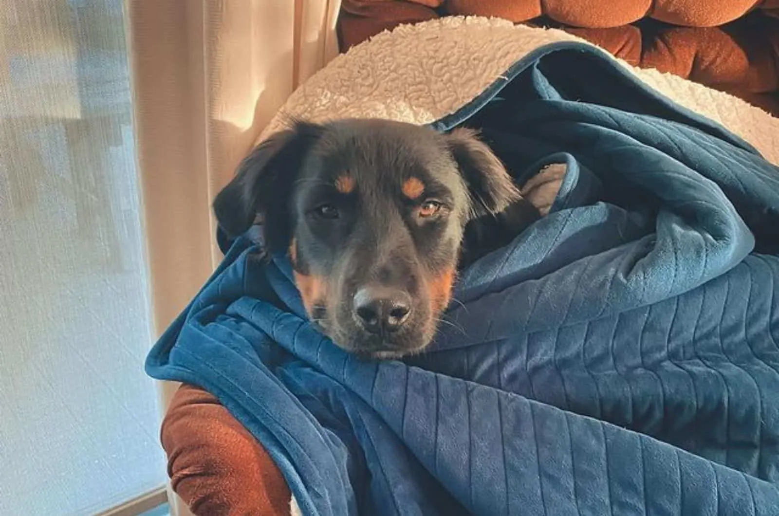 rottweiler golden retriever covered with blanket lying on the couch