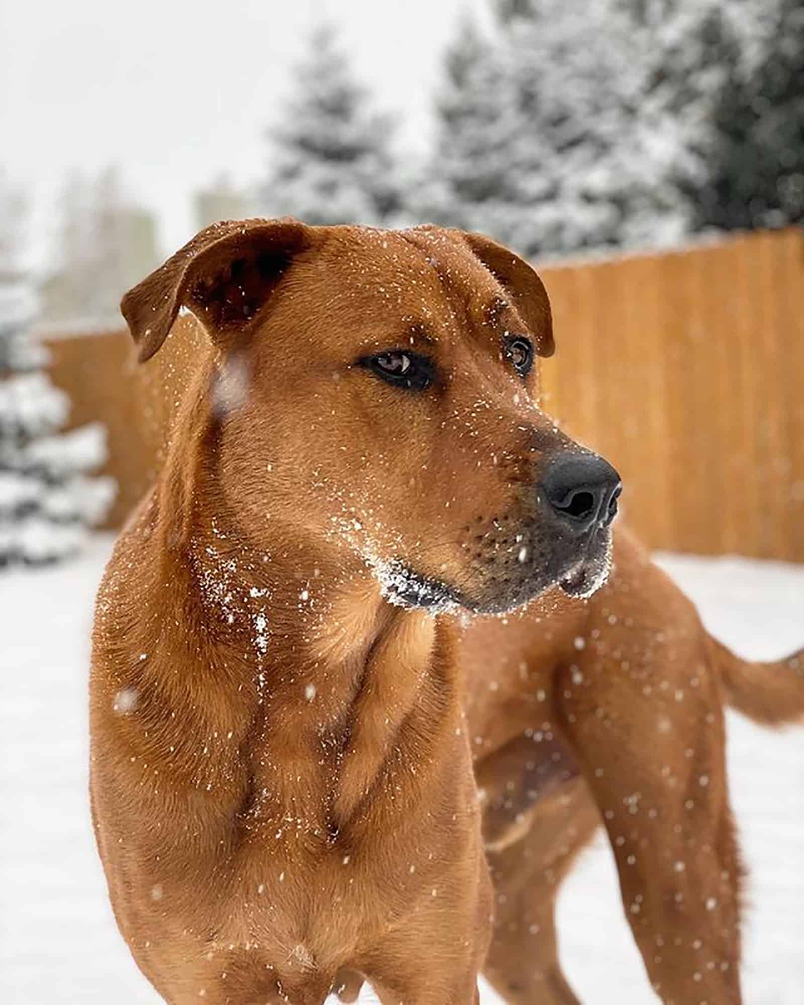 rottweiler golden retriever in the snow