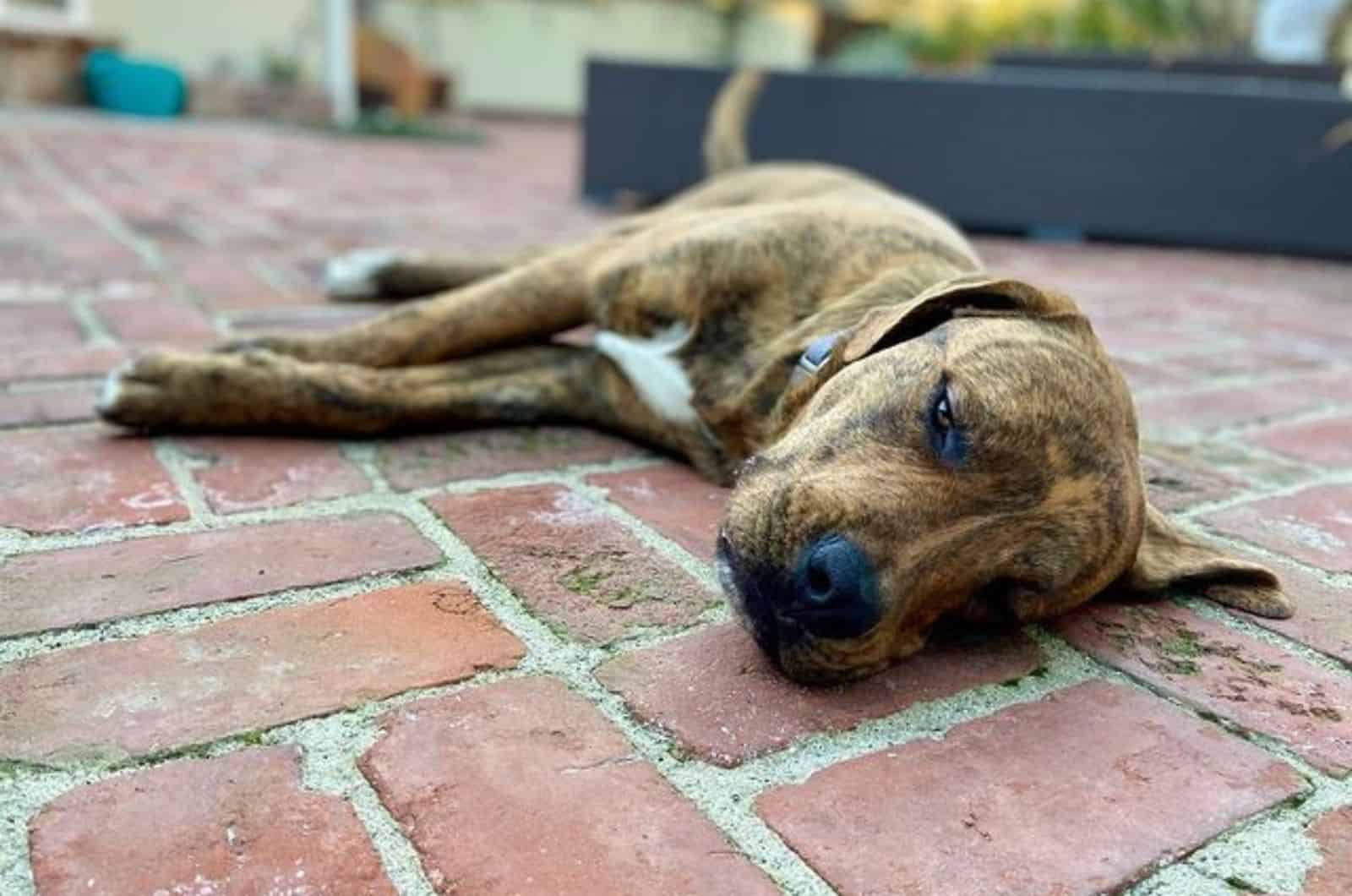 rottweiler mastiff dog lying on the floor outdoors