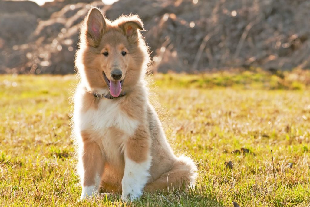 6 Rough Collie Breeders To Find Your Own Lassie