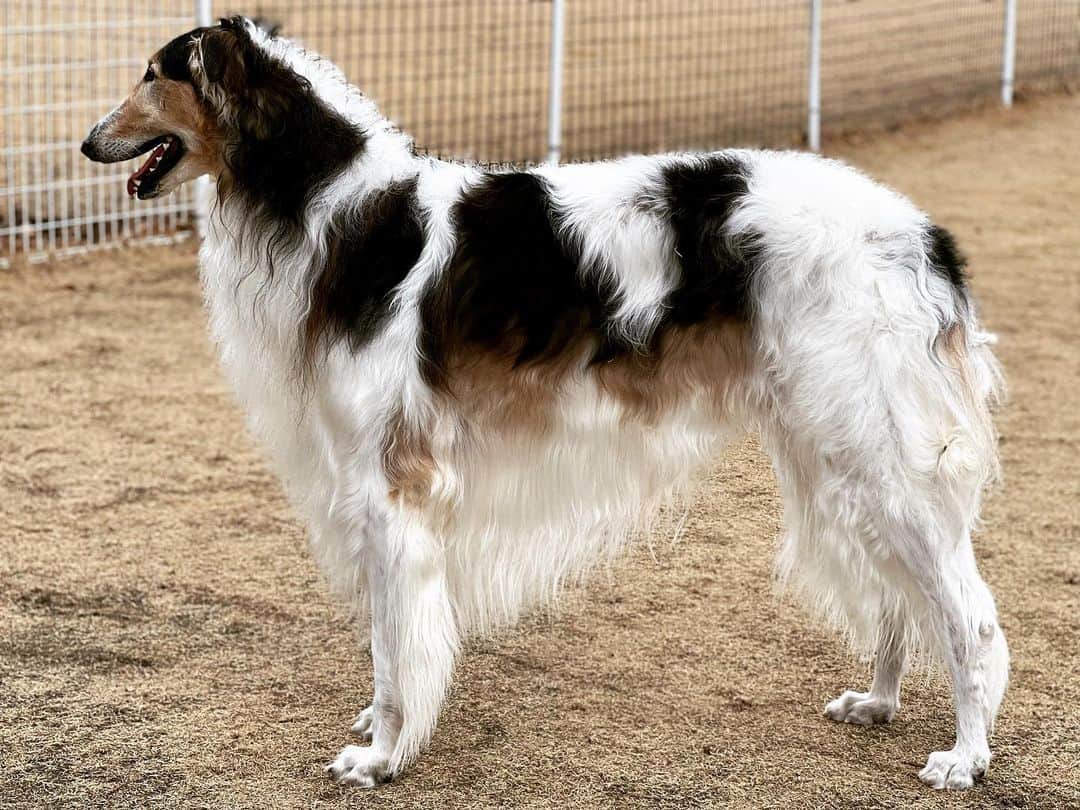 sable borzoi