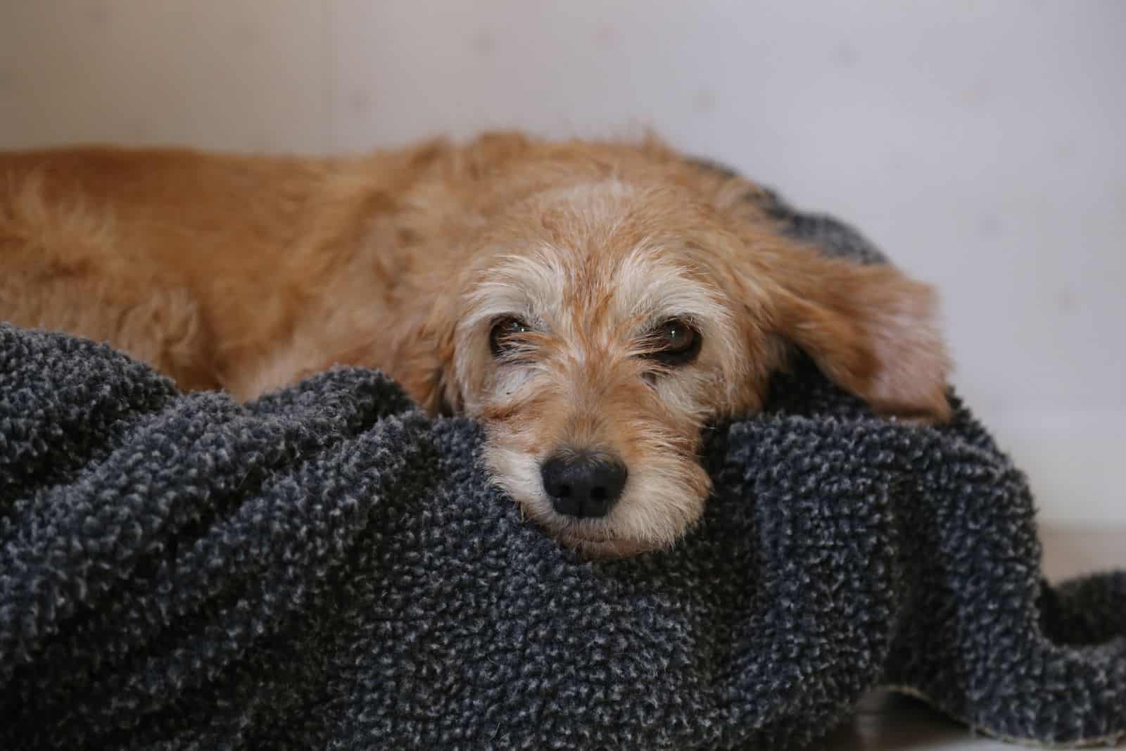 sad dog on a blanket