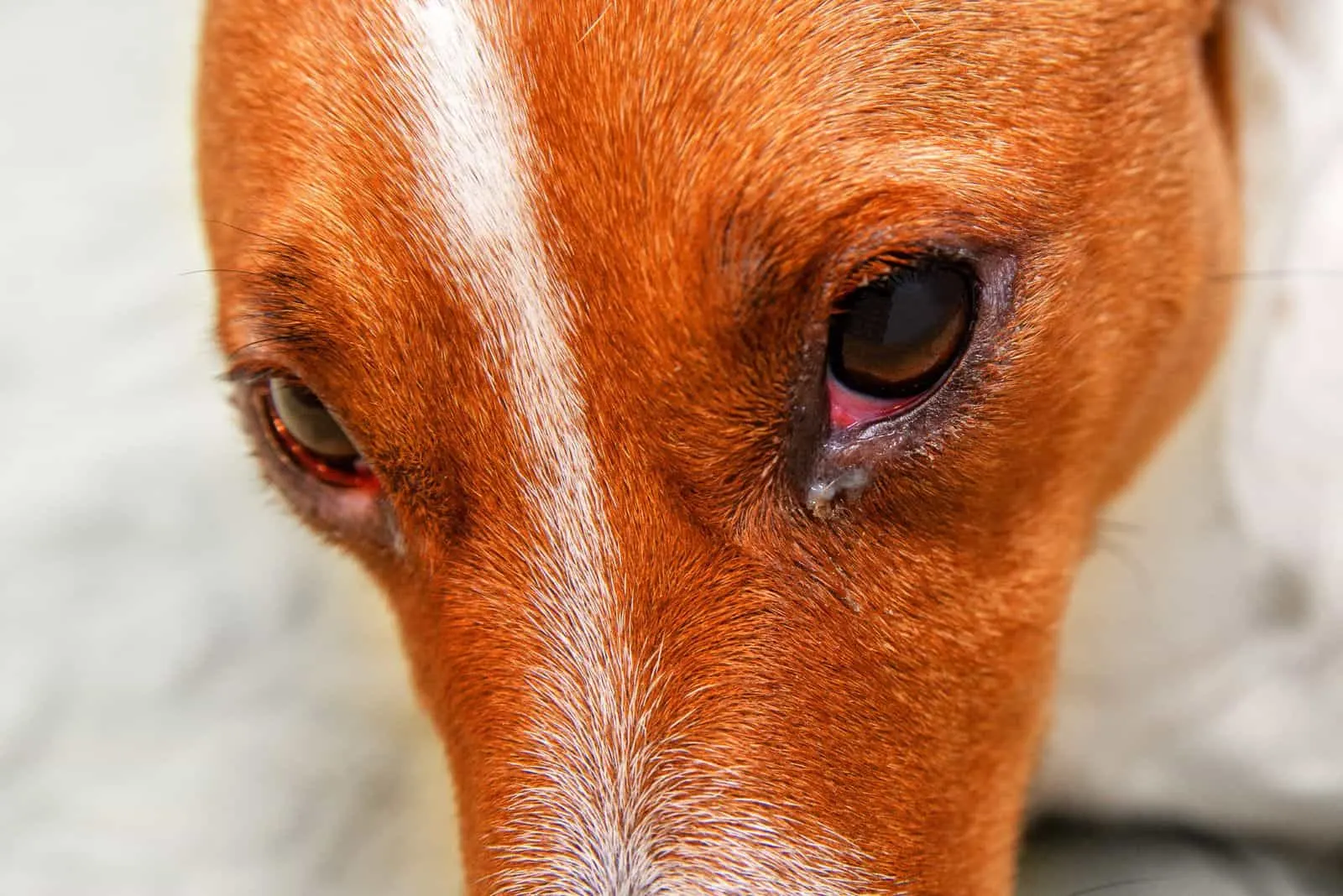 sad dog with red eyes