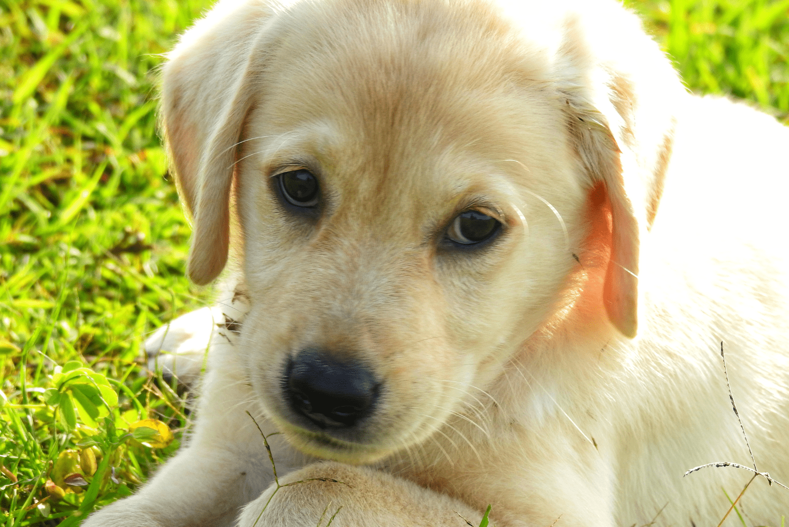 sad white labrador