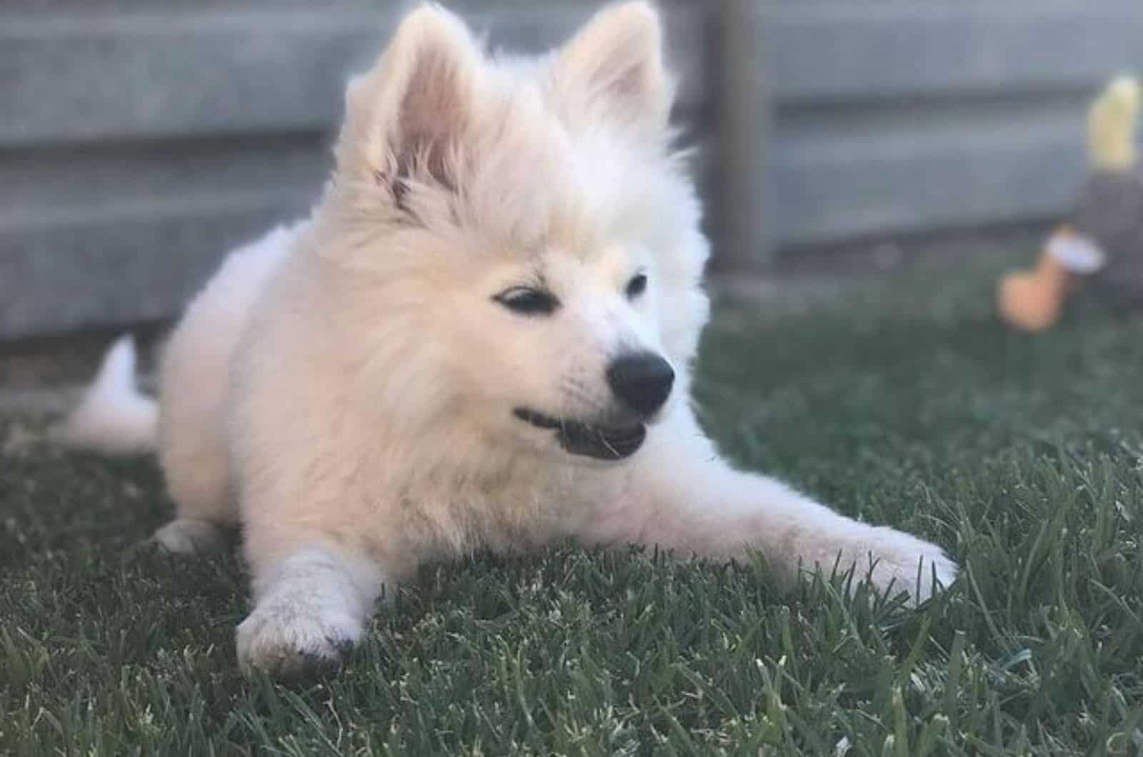 samoyed pomeranian dog lying on the grass in the yard