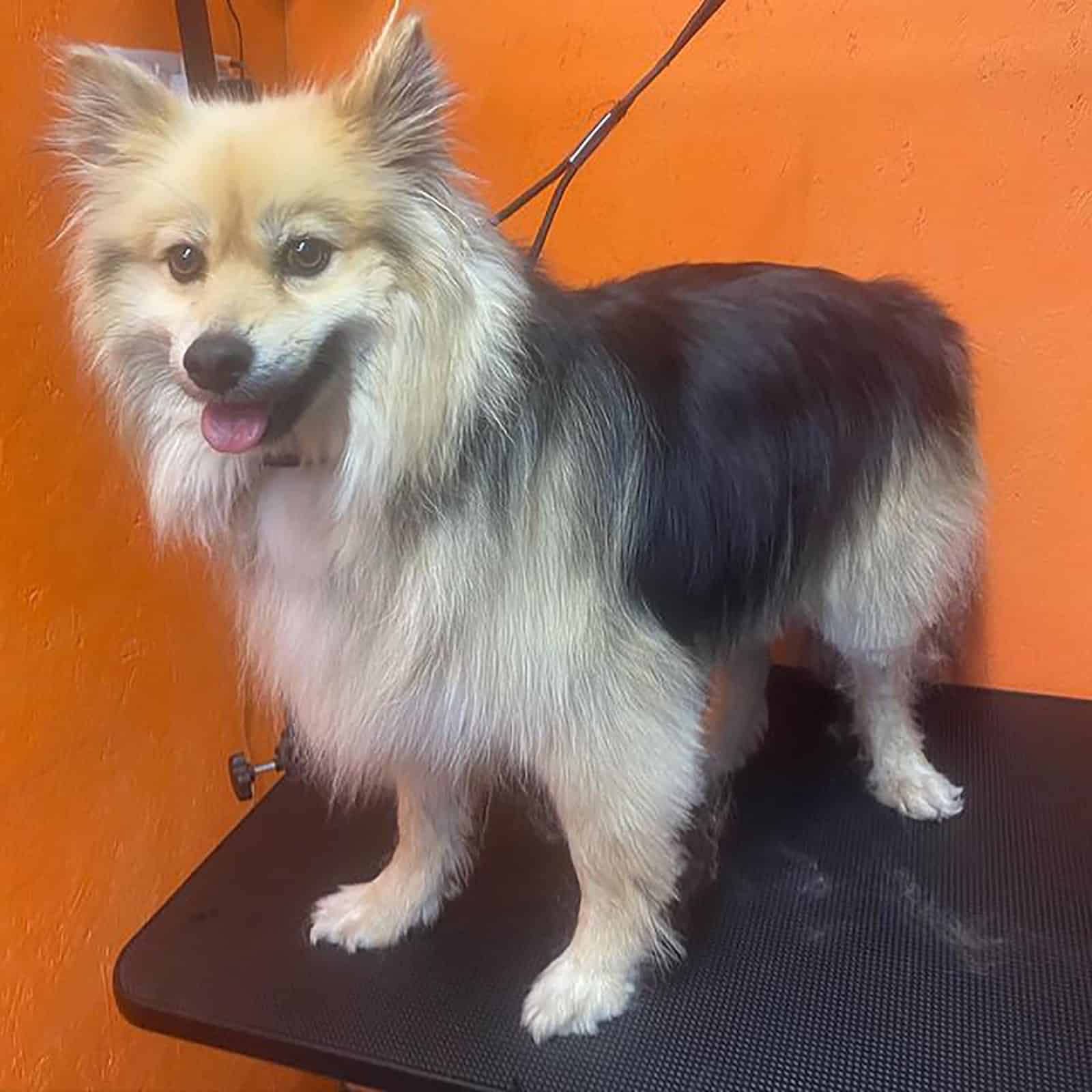 samoyed pomeranian mix posing 