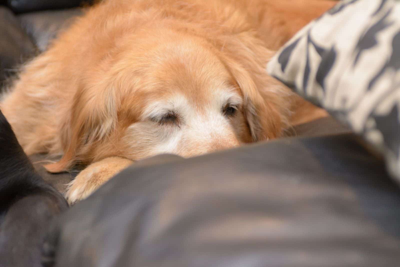 senior retriver sleeping in bed