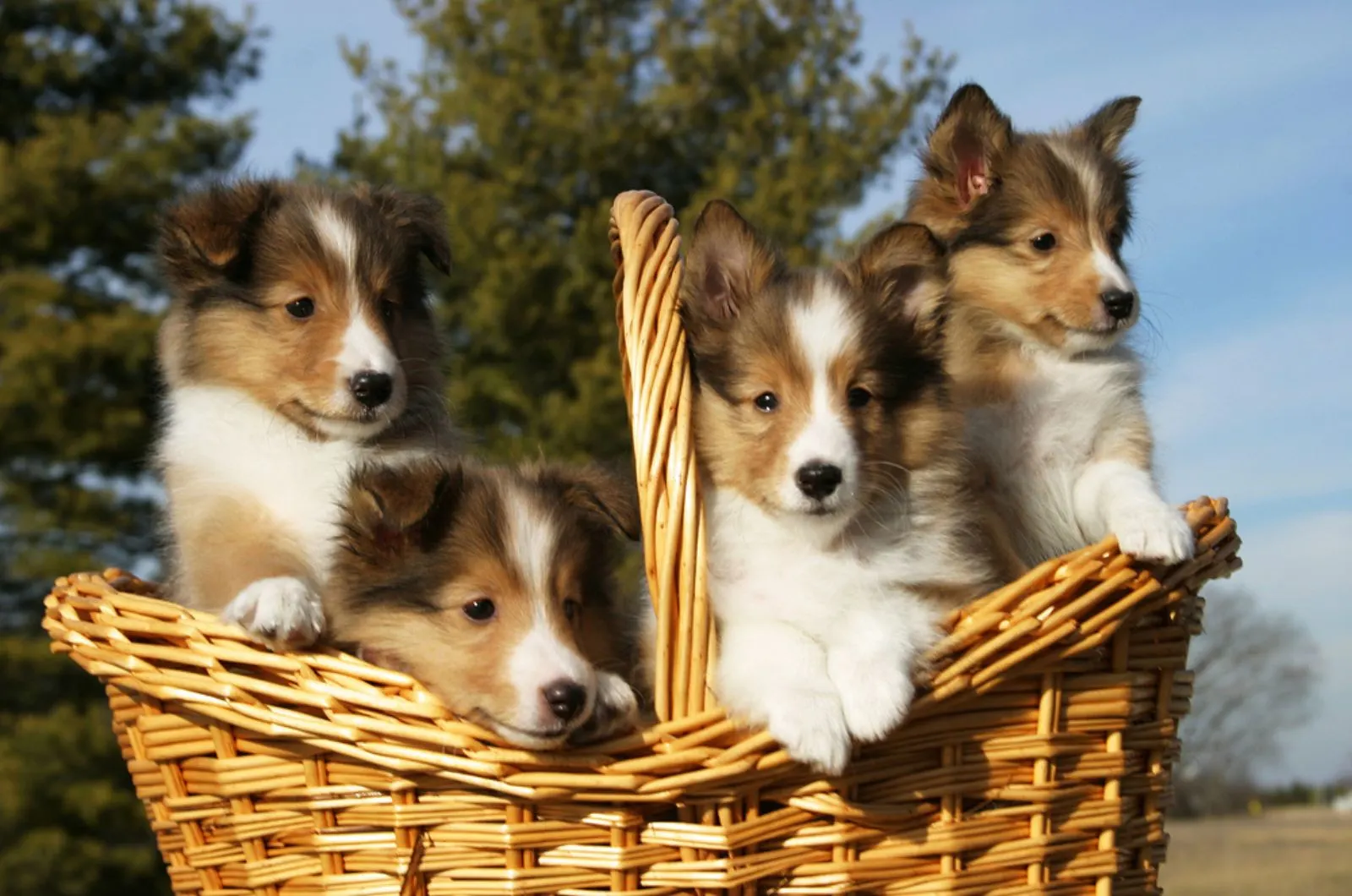 shetland sheepdog puppies in a basket