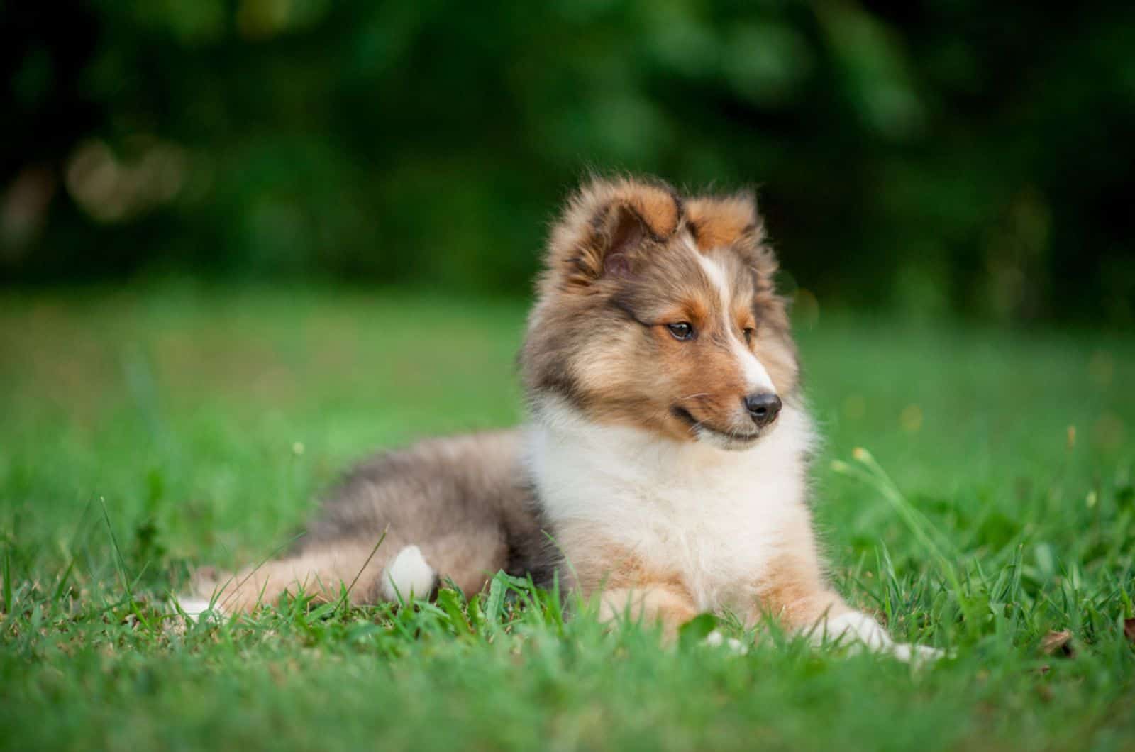 shetland sheepdog puppy lying in the grass