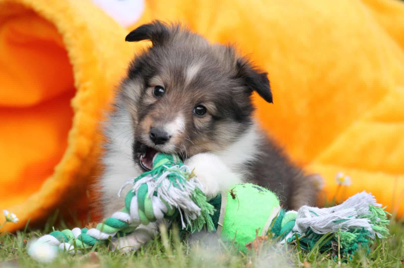 shetland sheepdog puppy playing with a toy
