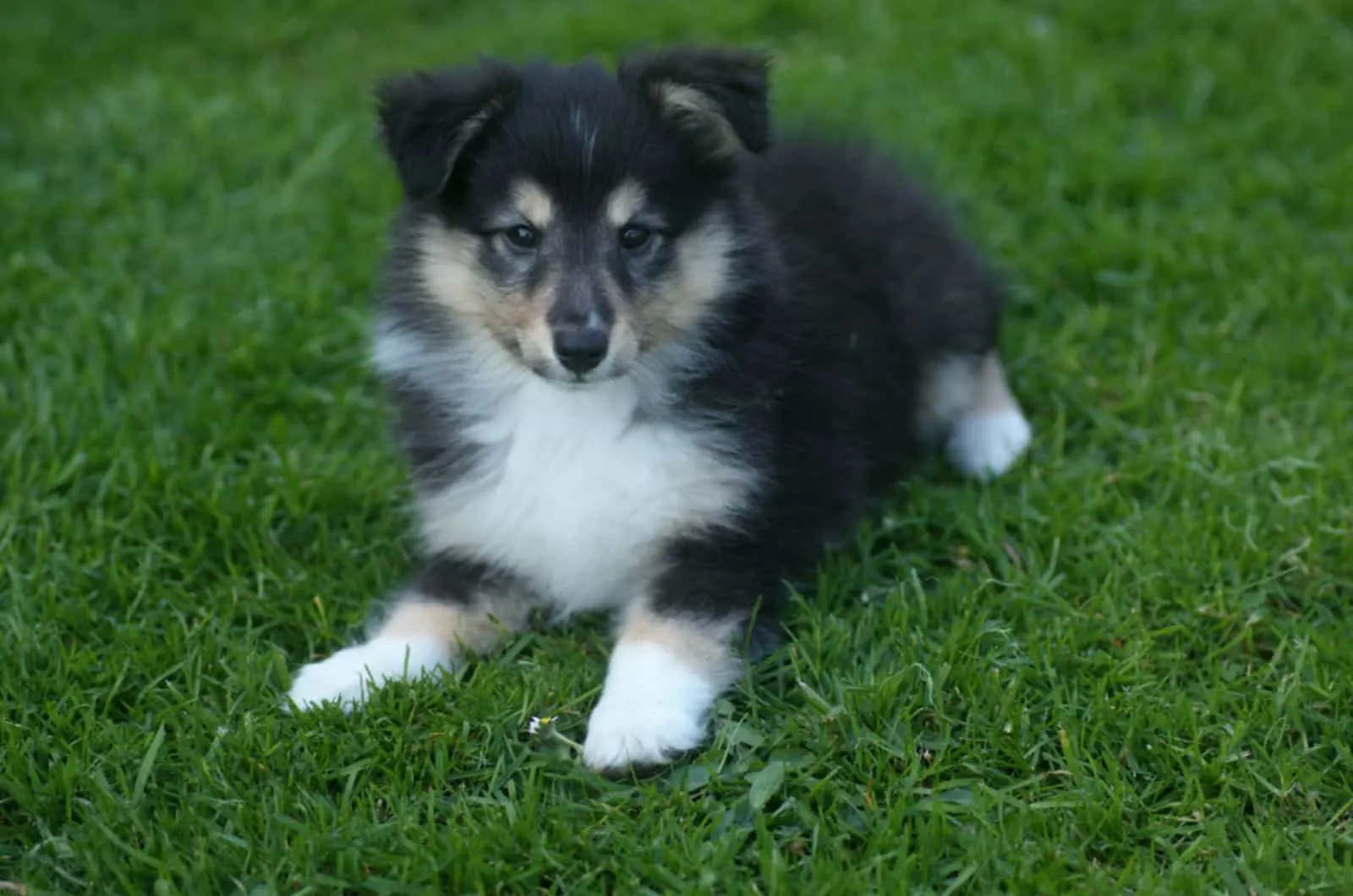 shetland sheepdog puppy sitting on the grass in the park