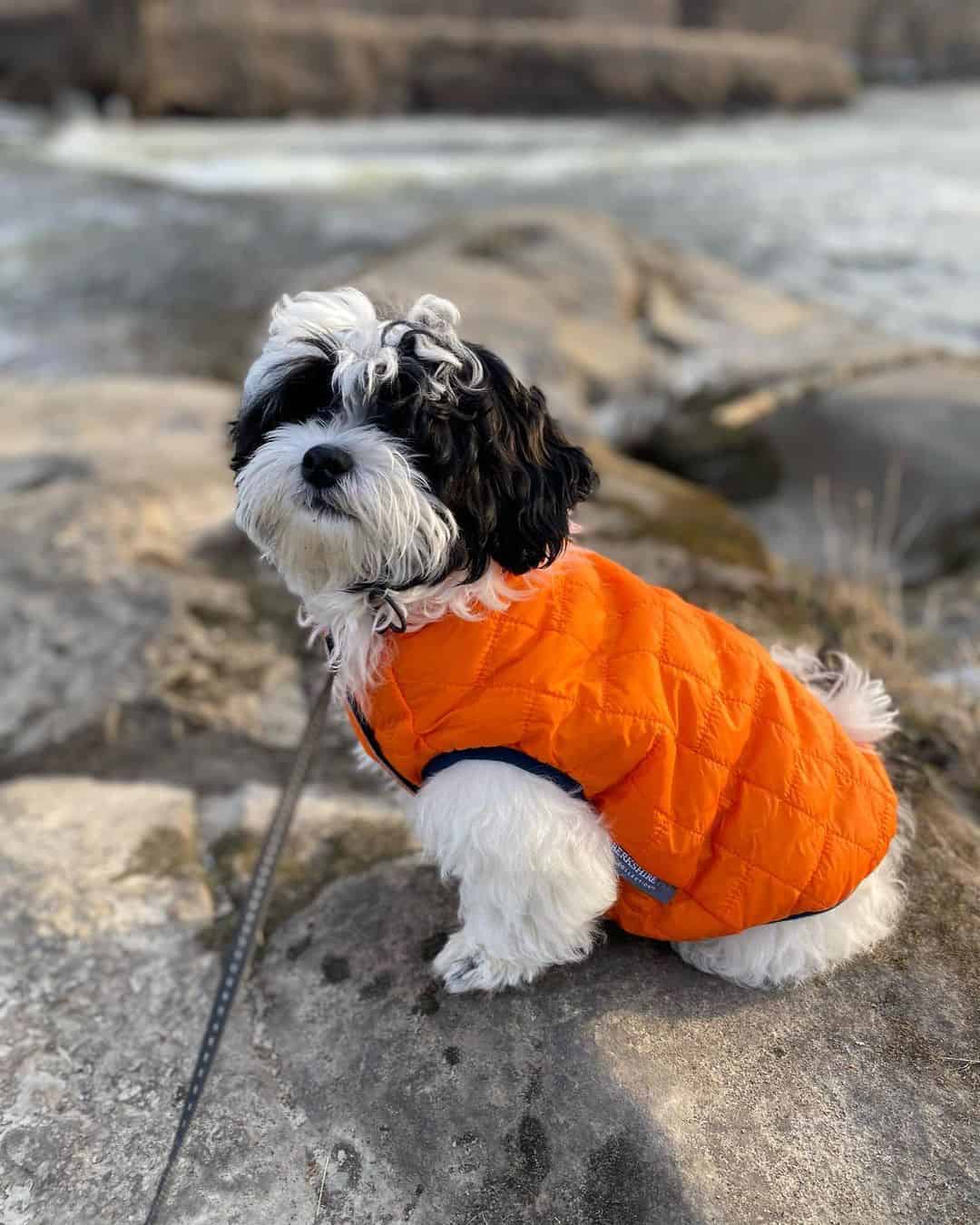 shih poo outdoors