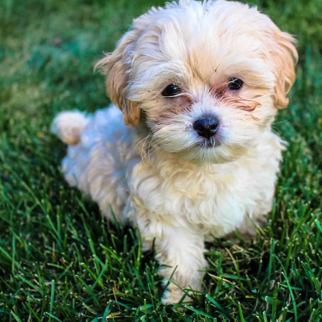 shih poo teddy bear cut