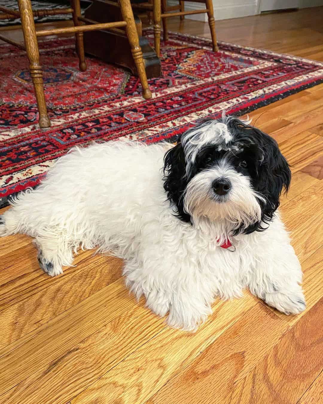 shih poo with long coat