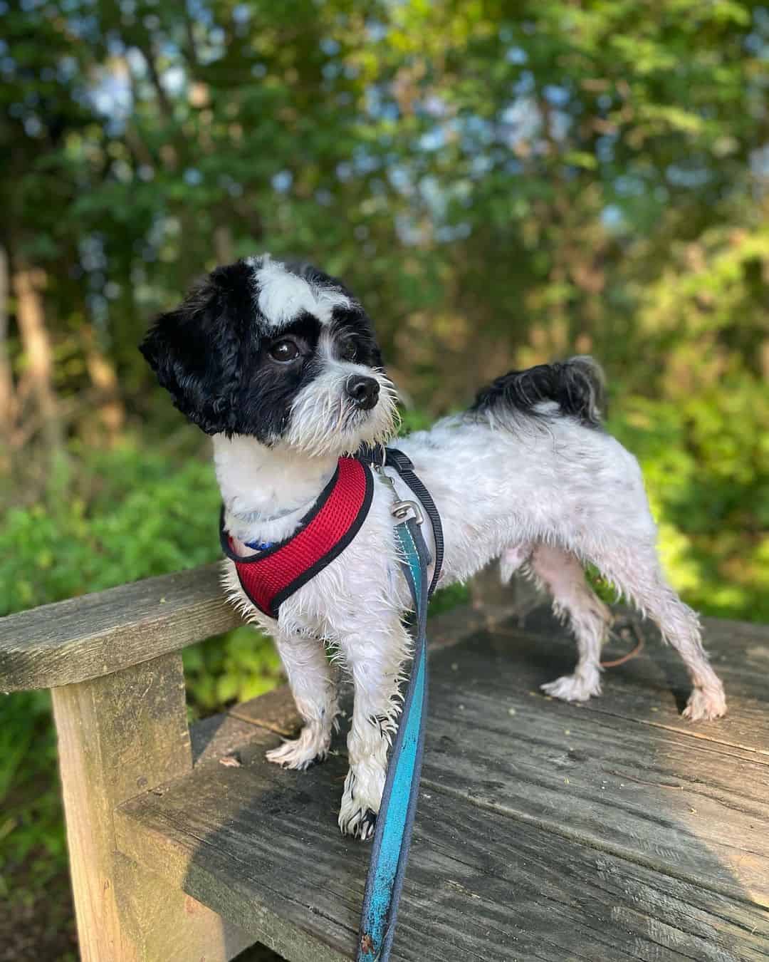 shih poo with short cut