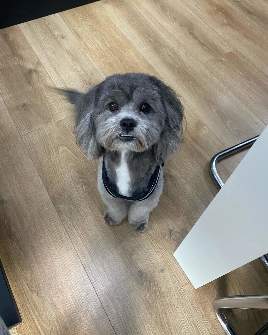 shih poo with summer cut