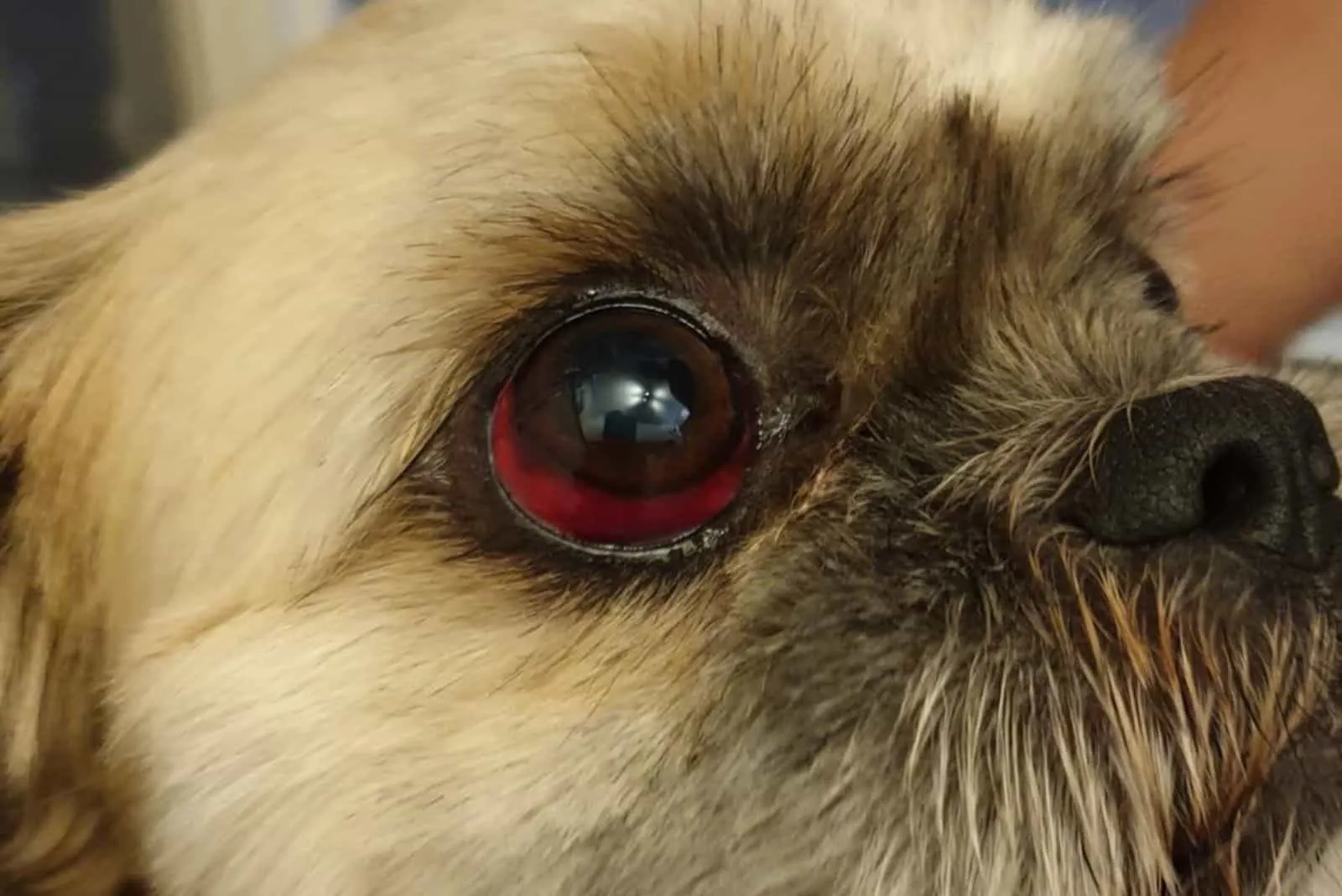 shitzu has a red eye