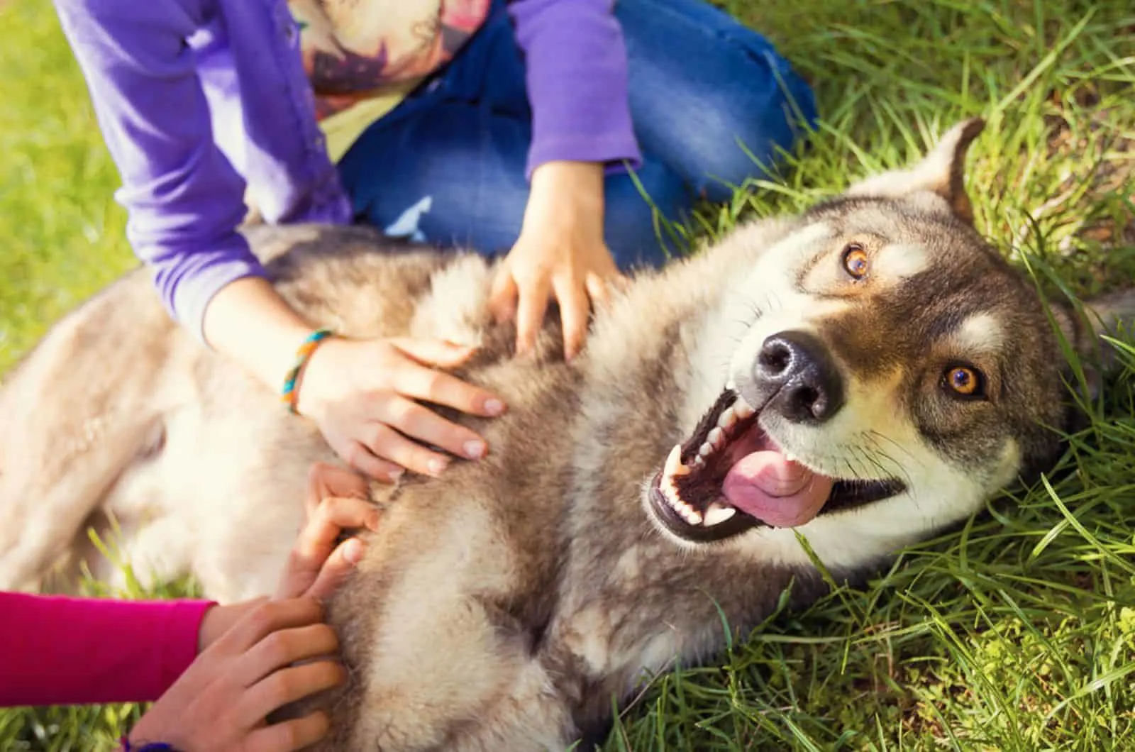 siberian husky playing with children