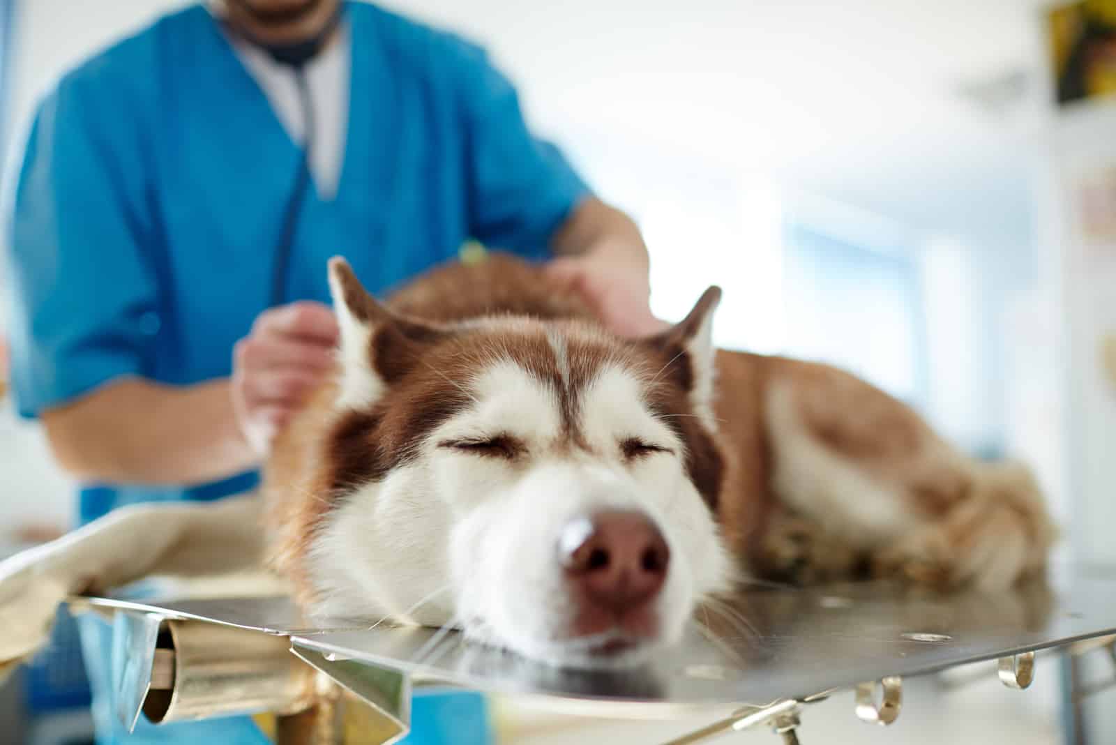 sick dog at the vet