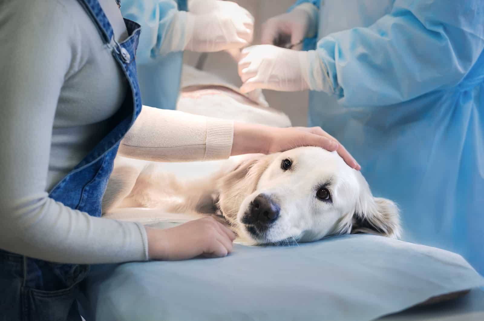 sick dog on table at clinic