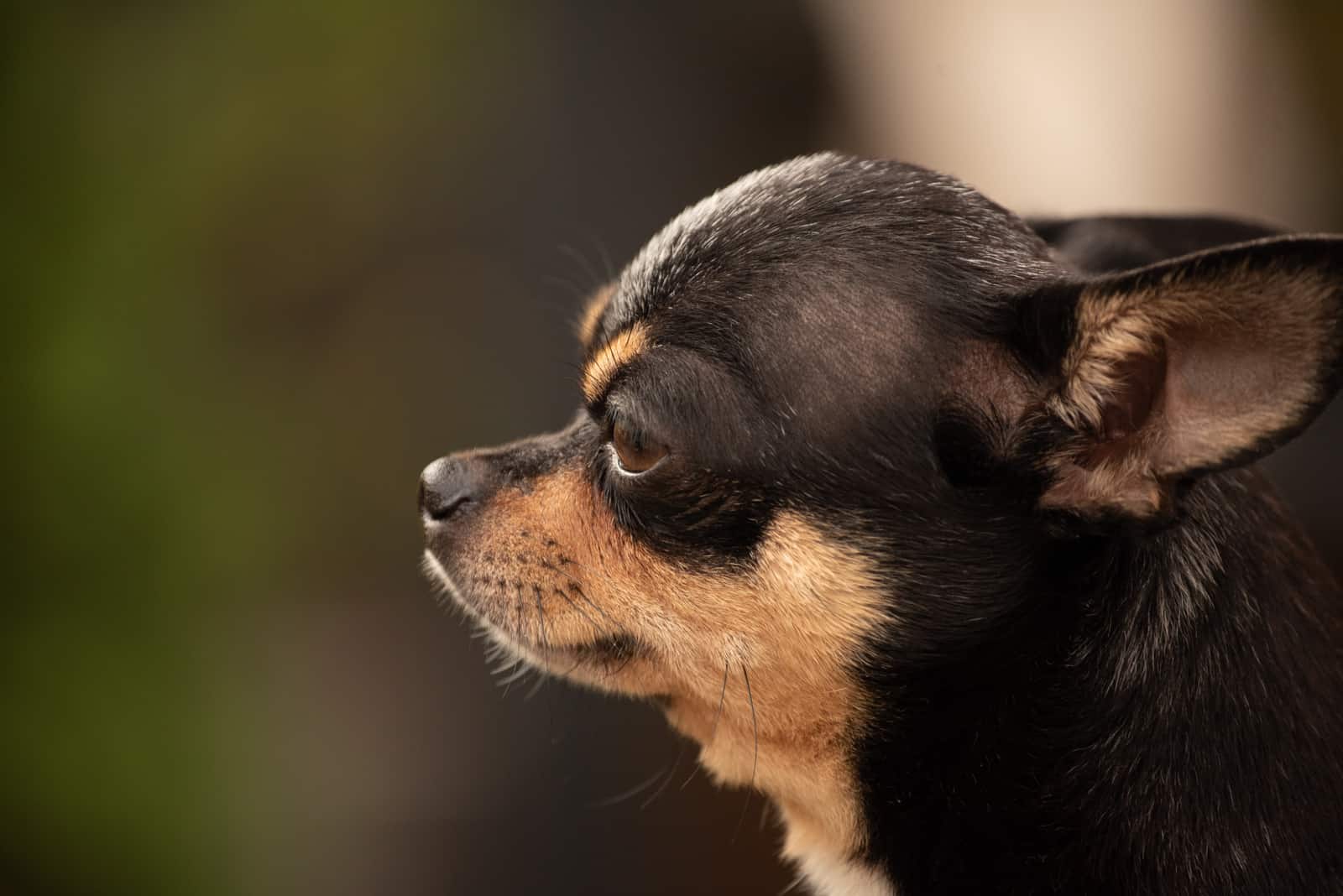 side portrait of a chihuahua
